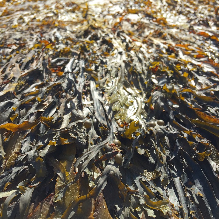 kelp-984222_960_720.jpg